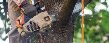 Howell, MI  Tree Services Company